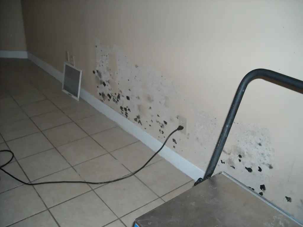 mold damage in providence