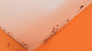 mold damage providence. Hire a public adjuster in Coventry, RI to help fix any mold damage