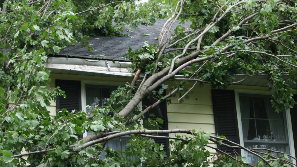 fallen trees on a house with black shutters in ri